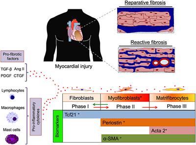 Editorial: Cardiac Fibrosis, From Lineage Tracing to Therapeutic Application